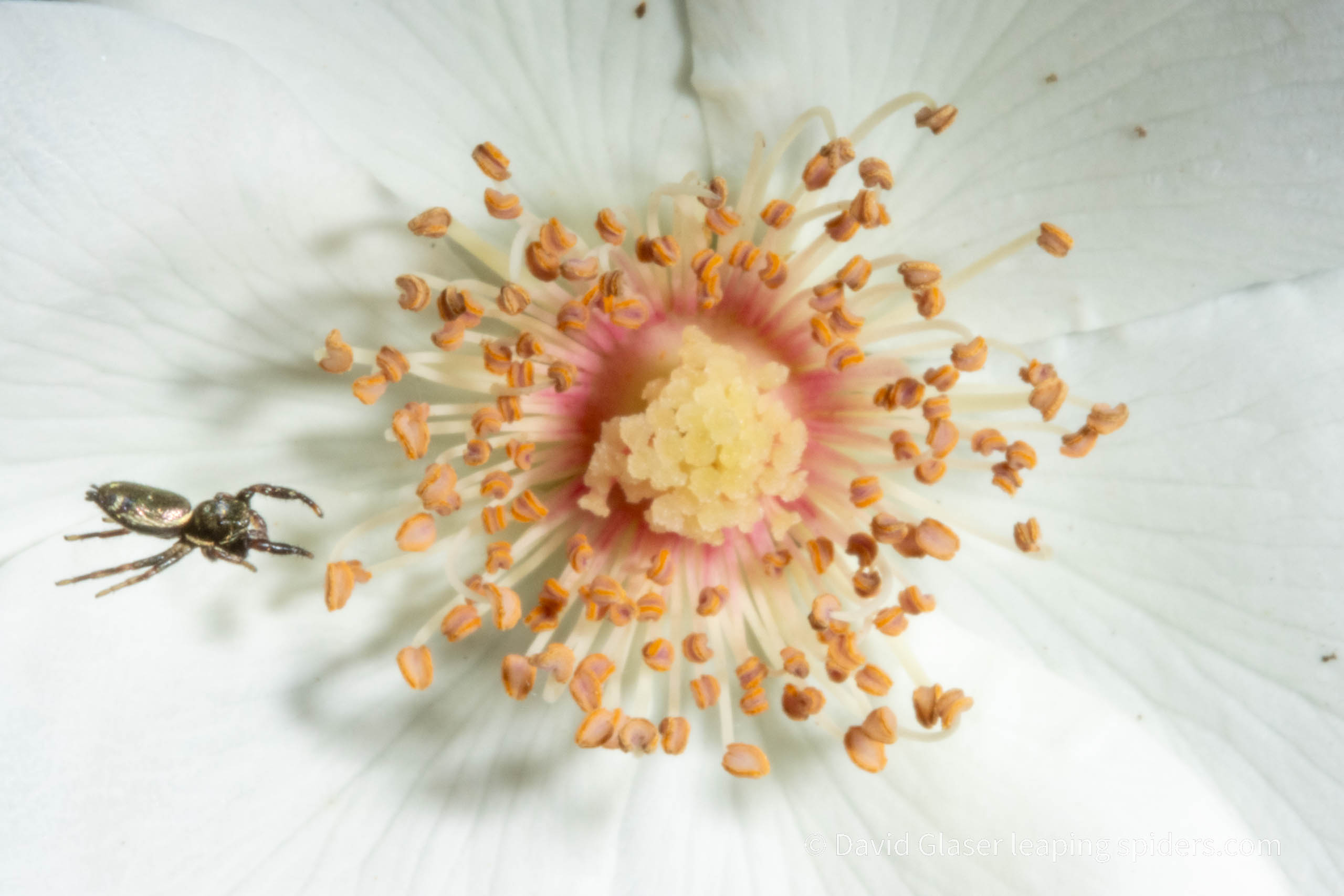 The Jumping spider Sassacus vitis jumping in front of a white rose. Image captured with high-speed photography.