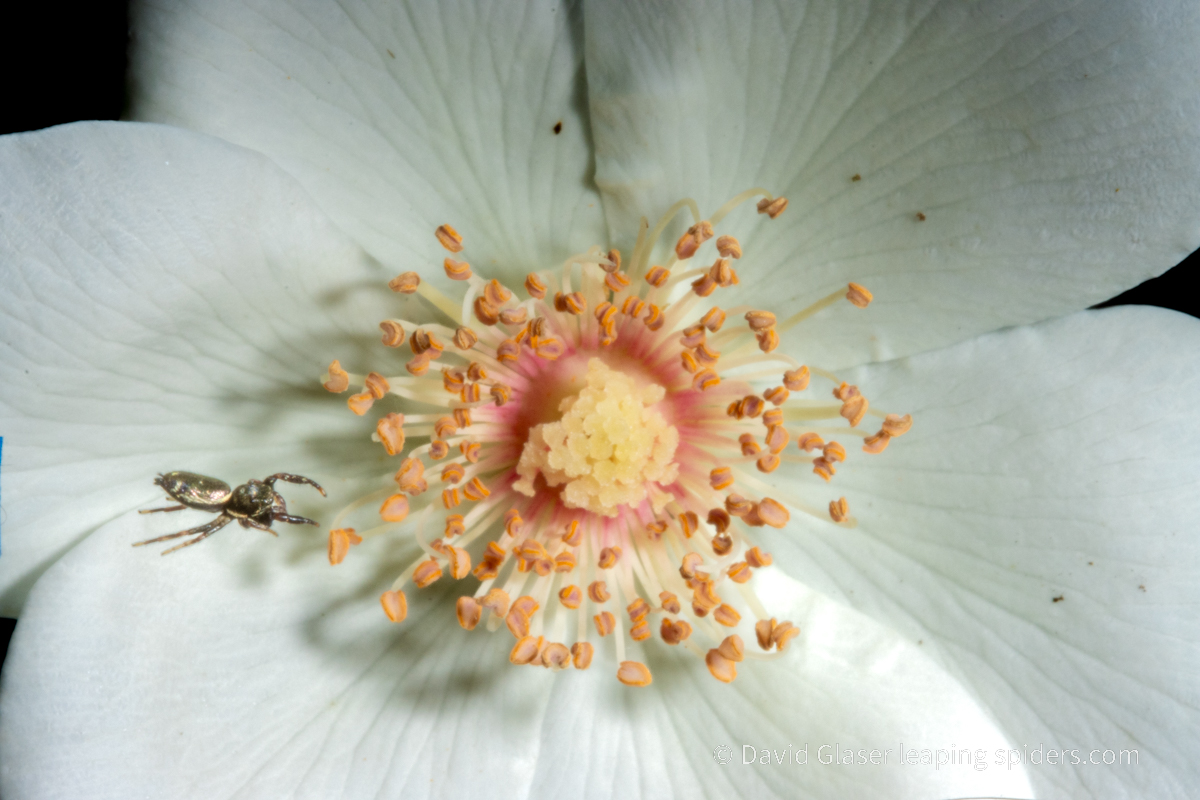 The Jumping spider Sassacus vitis jumping in front of a white rose. Image captured with high-speed photography.