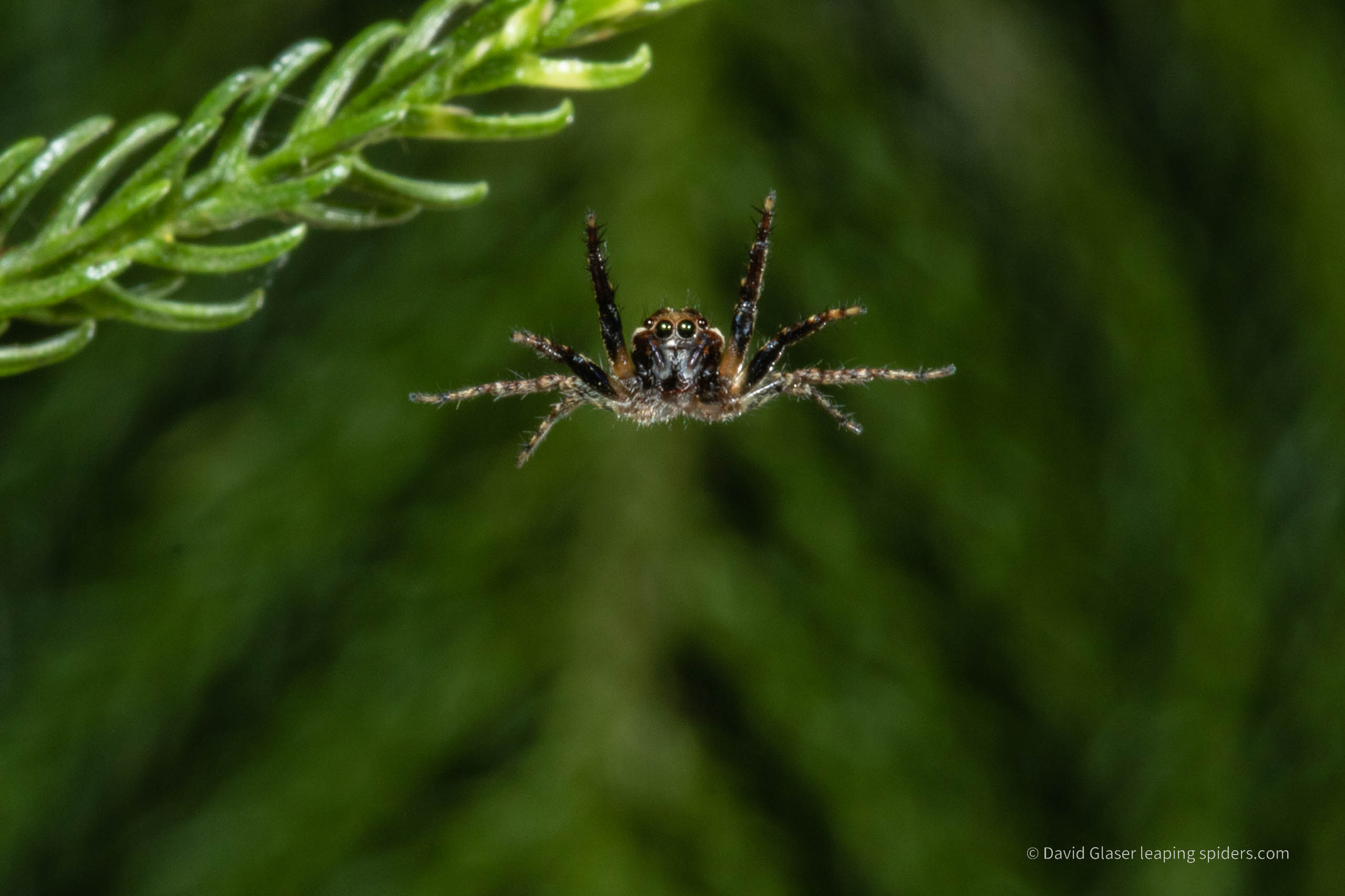 A male Costa Rican Jumping Spider, species unidentified, leaping towards the camera. Photo taken with high-speed flash photography.