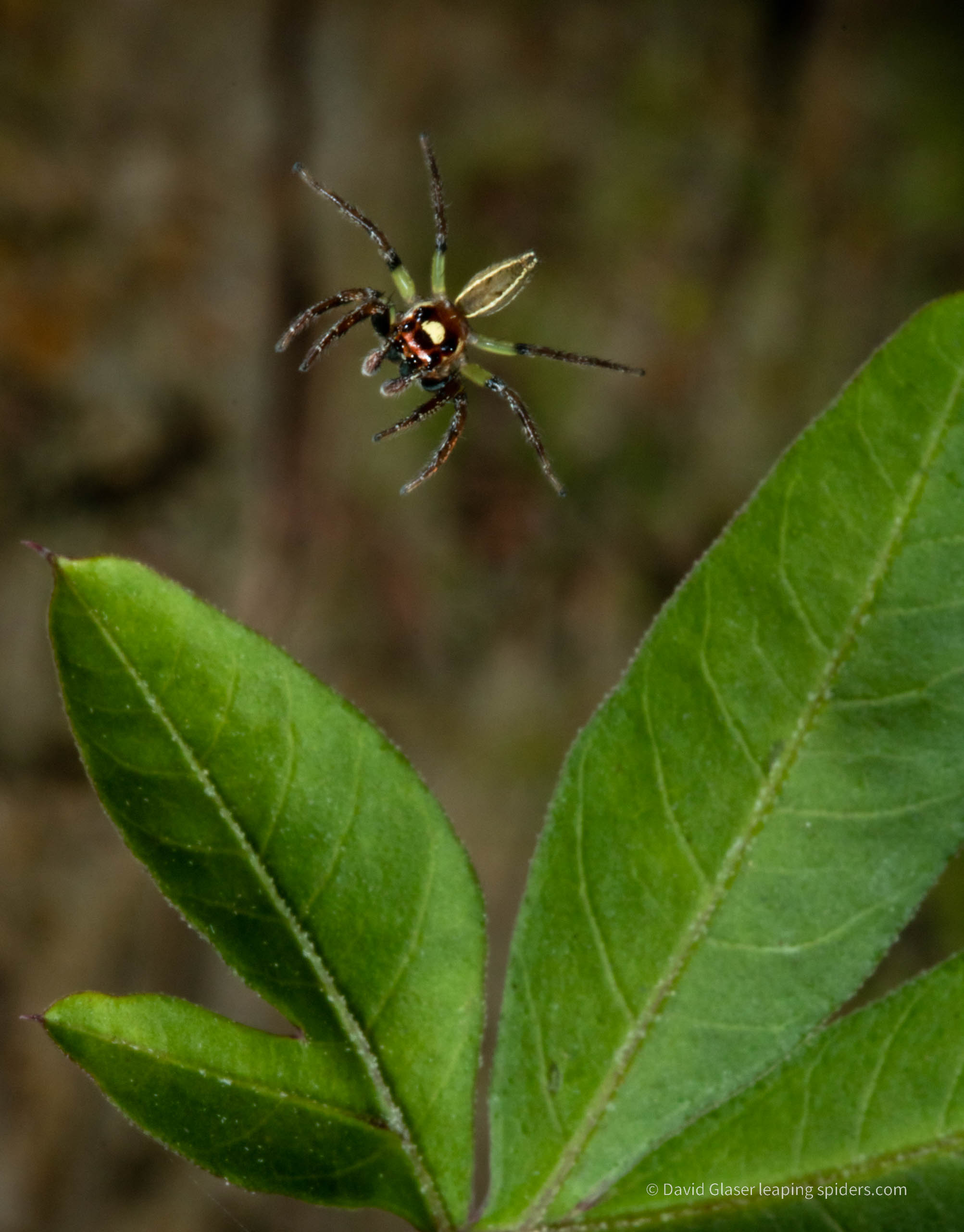 A male Jumping Spider of the species Colonus sylvanus, leaping onto a leaf. Photo taken in Costa Rica with high-speed flash photography.