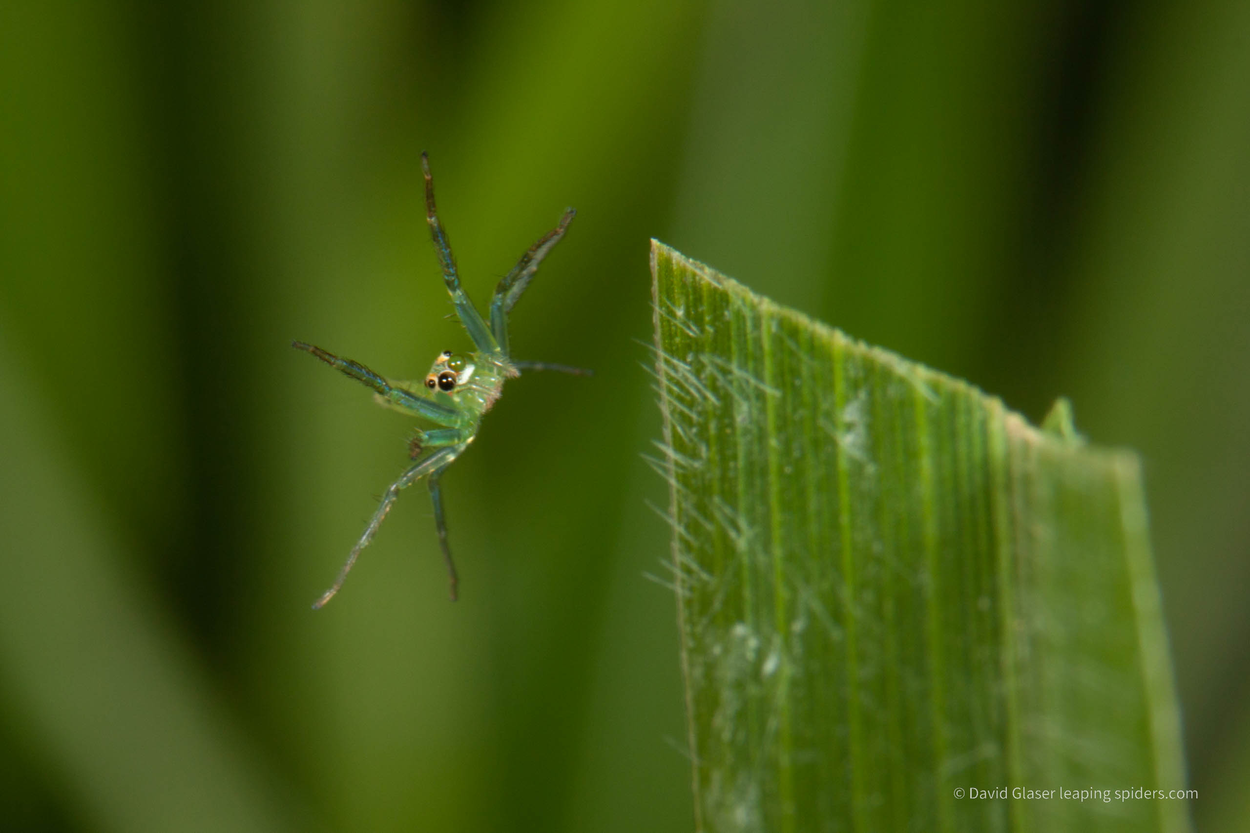 A Costarican Jumping Spider, of the genus Lyssomanes, leaping onto a blade of grass. Photo taken with high-speed flash photography.