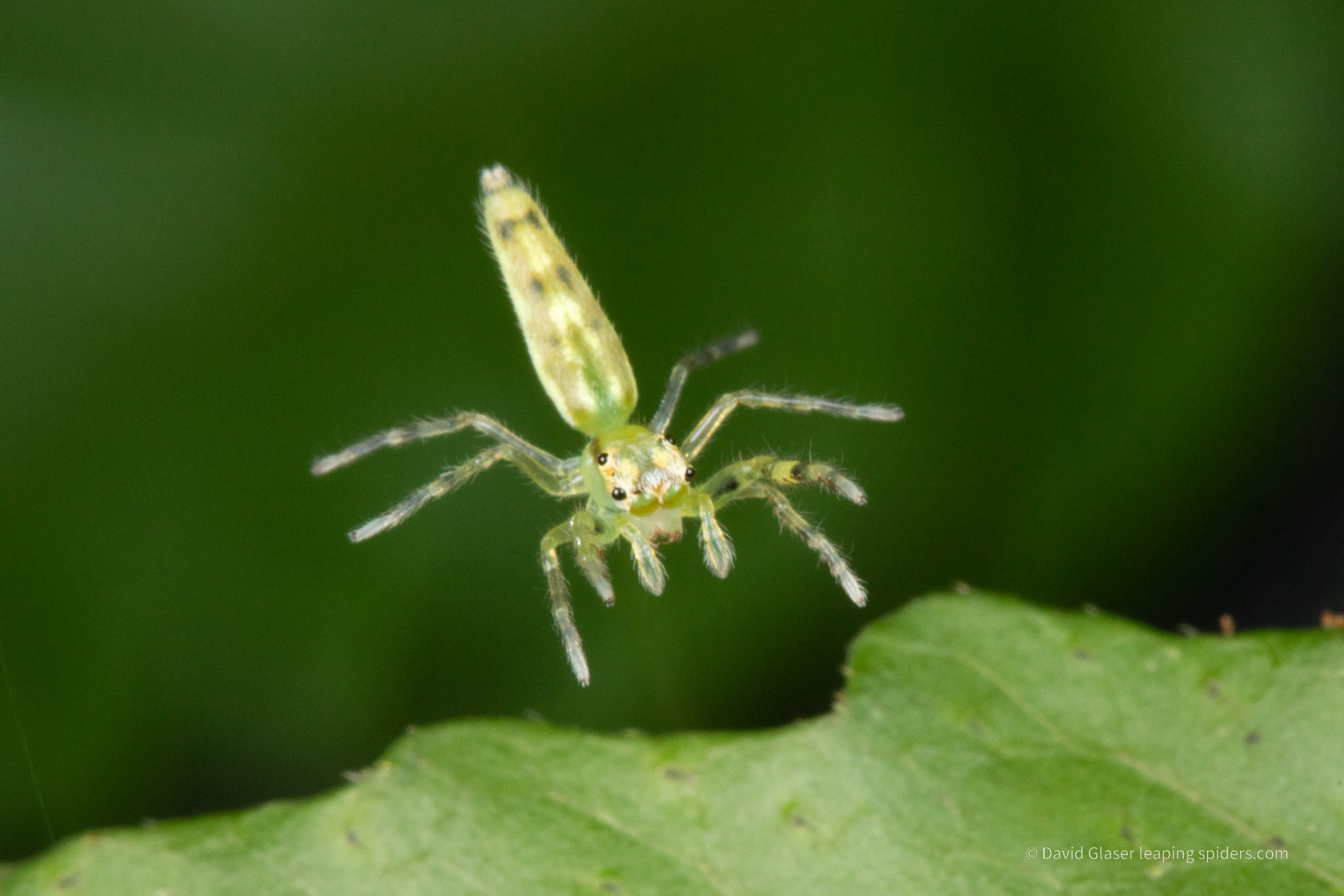 A green eyed Costarican Jumping spider leaping onto a leaf (unidentified species). Photo taken with high-speed flash photography.