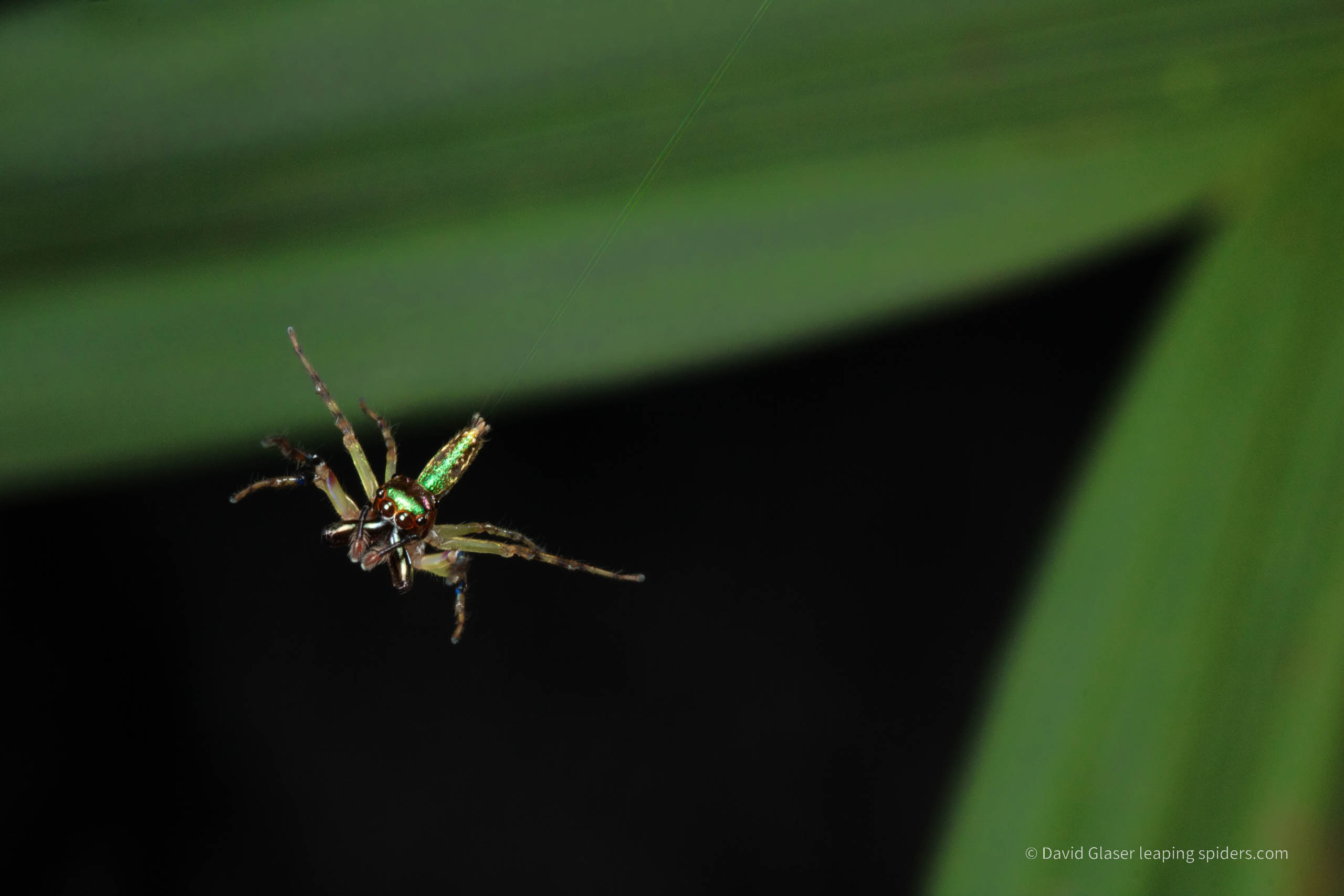 An iridescent male Jumping Spider (unidentified species) leaps with its third pair of legs extended. Photo taken in Costa Rica with high-speed flash photography.