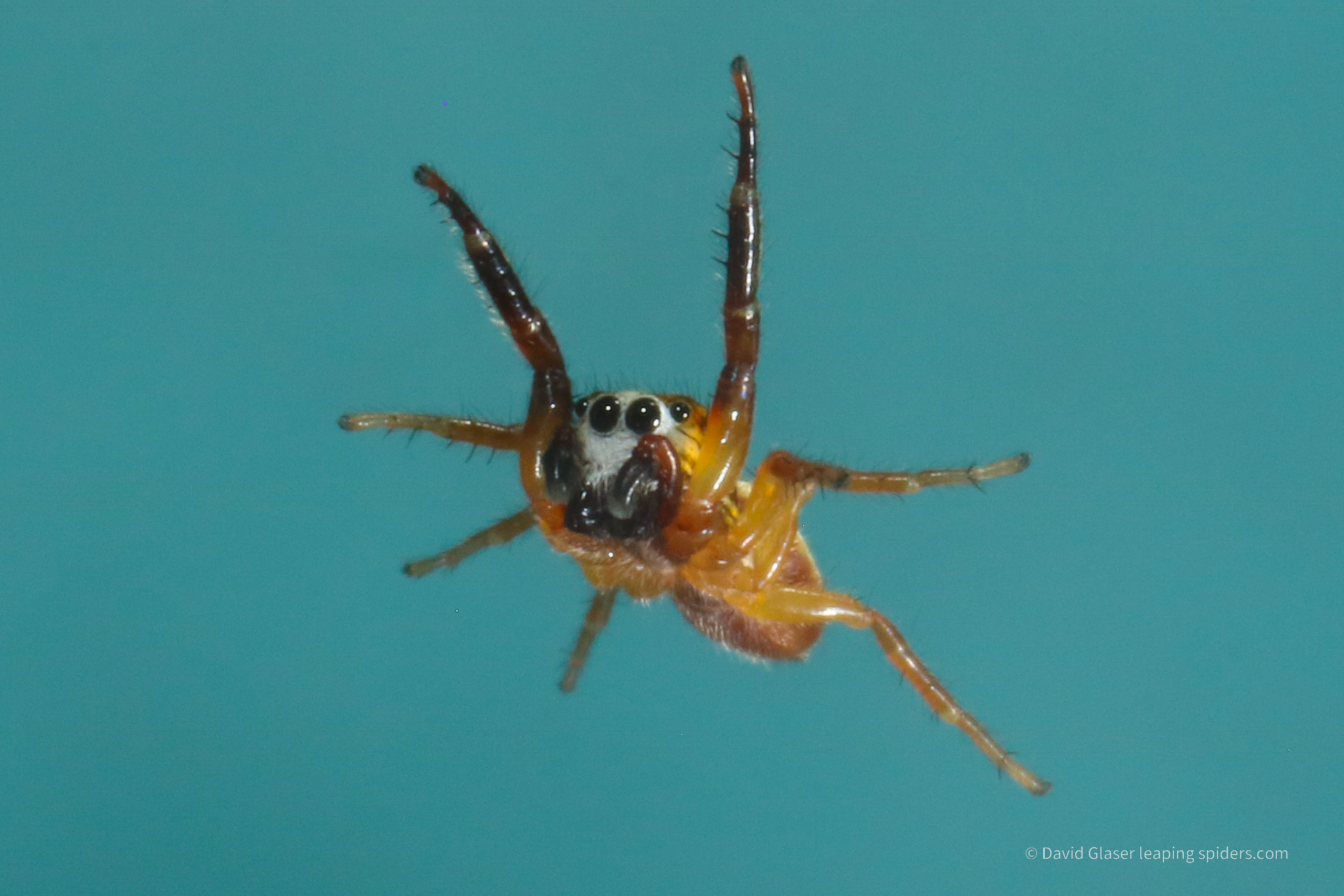 A male Jumping Spider of the species Phanias harfordi, leaping. This photo was taken with high-speed flash photography.