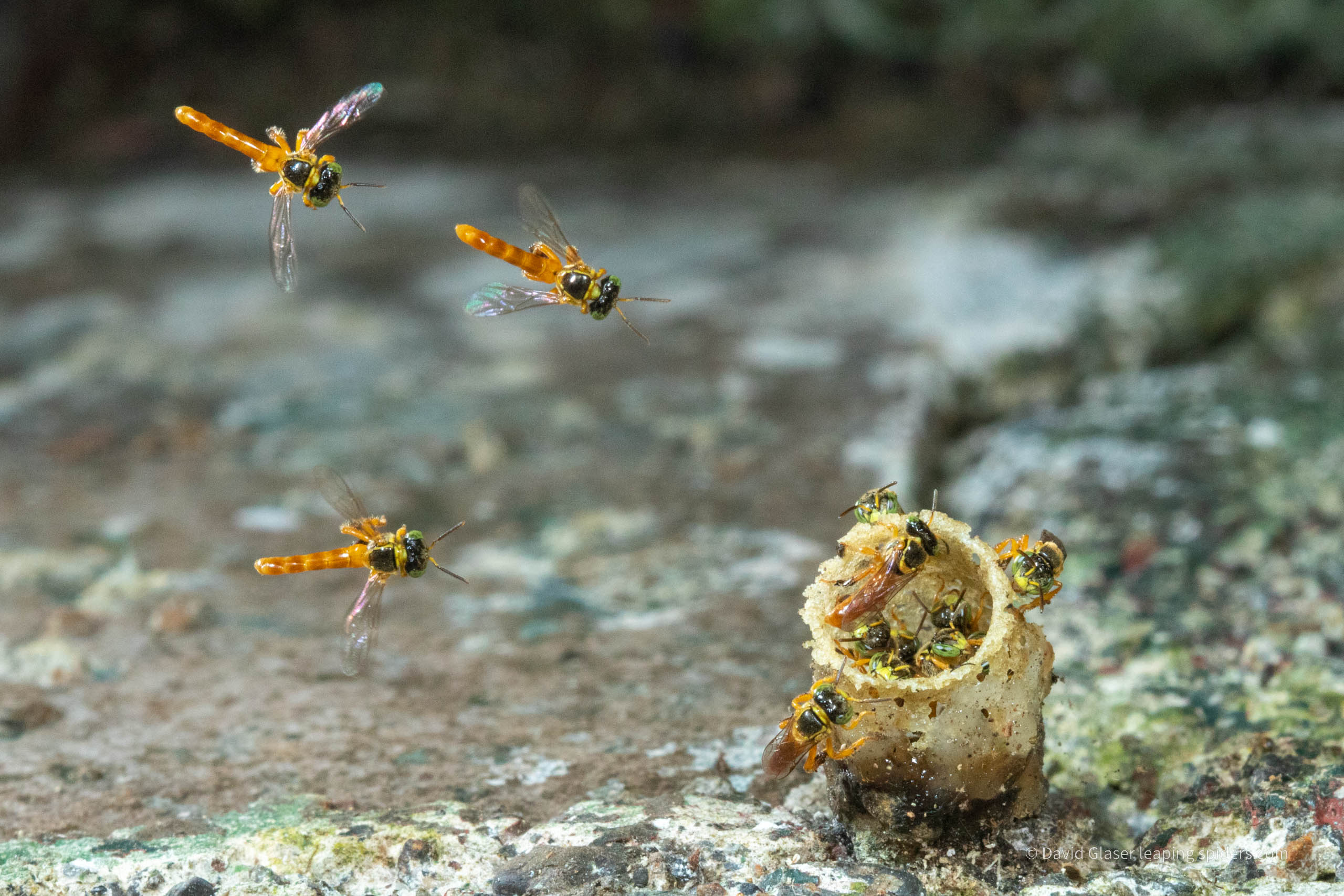 Three stingless bees, meleponines, in flight, preparing to enter their nest. Photo taken with high-speed flash photography.