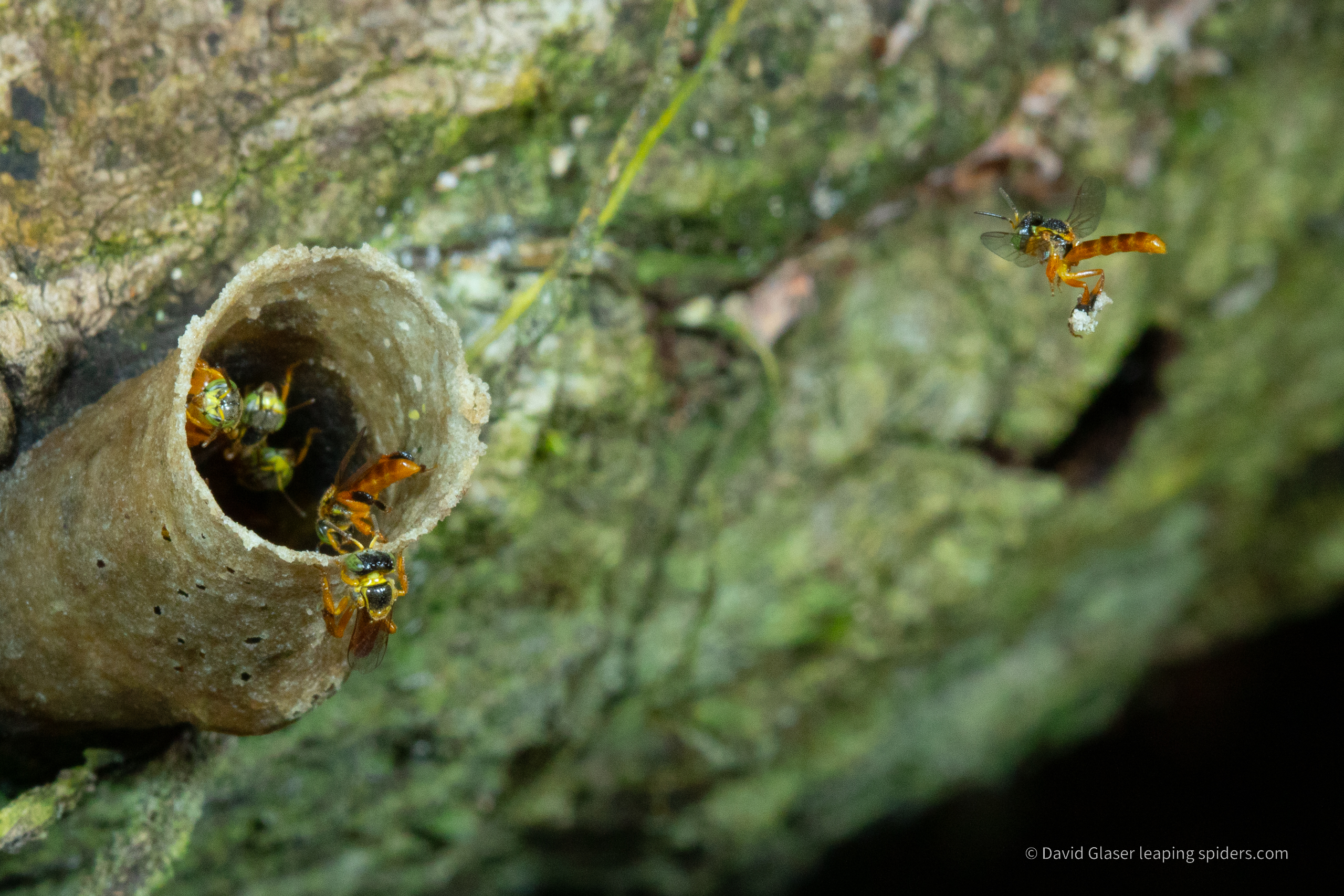 A stingless bee, a melapinine,  in flight, carrying a load of pollen back to its nest. Photo taken with high-speed flash photography.