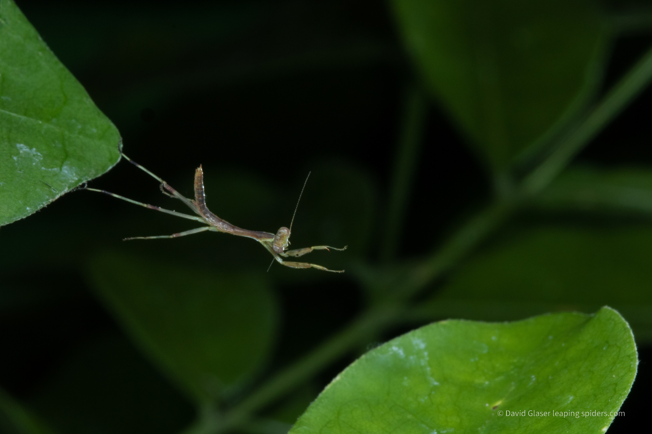 A juvenile Praying Mantis jumping between two leaves. Photo taken in Costa Rica with high-speed flash photography.