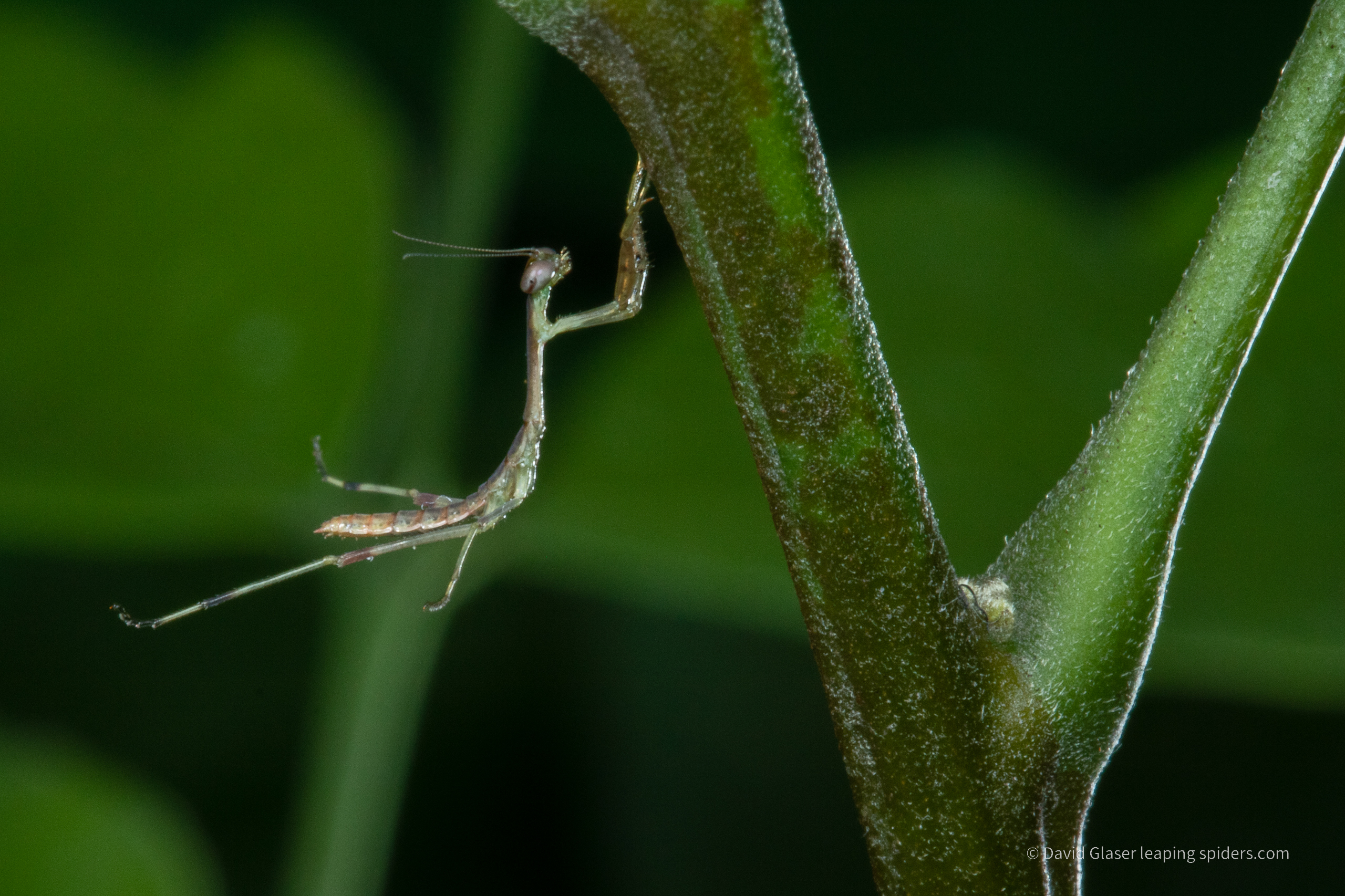 A juvenile Praying Mantis jumping onto a stem. Photo taken in Costa Rica with high-speed flash photography.