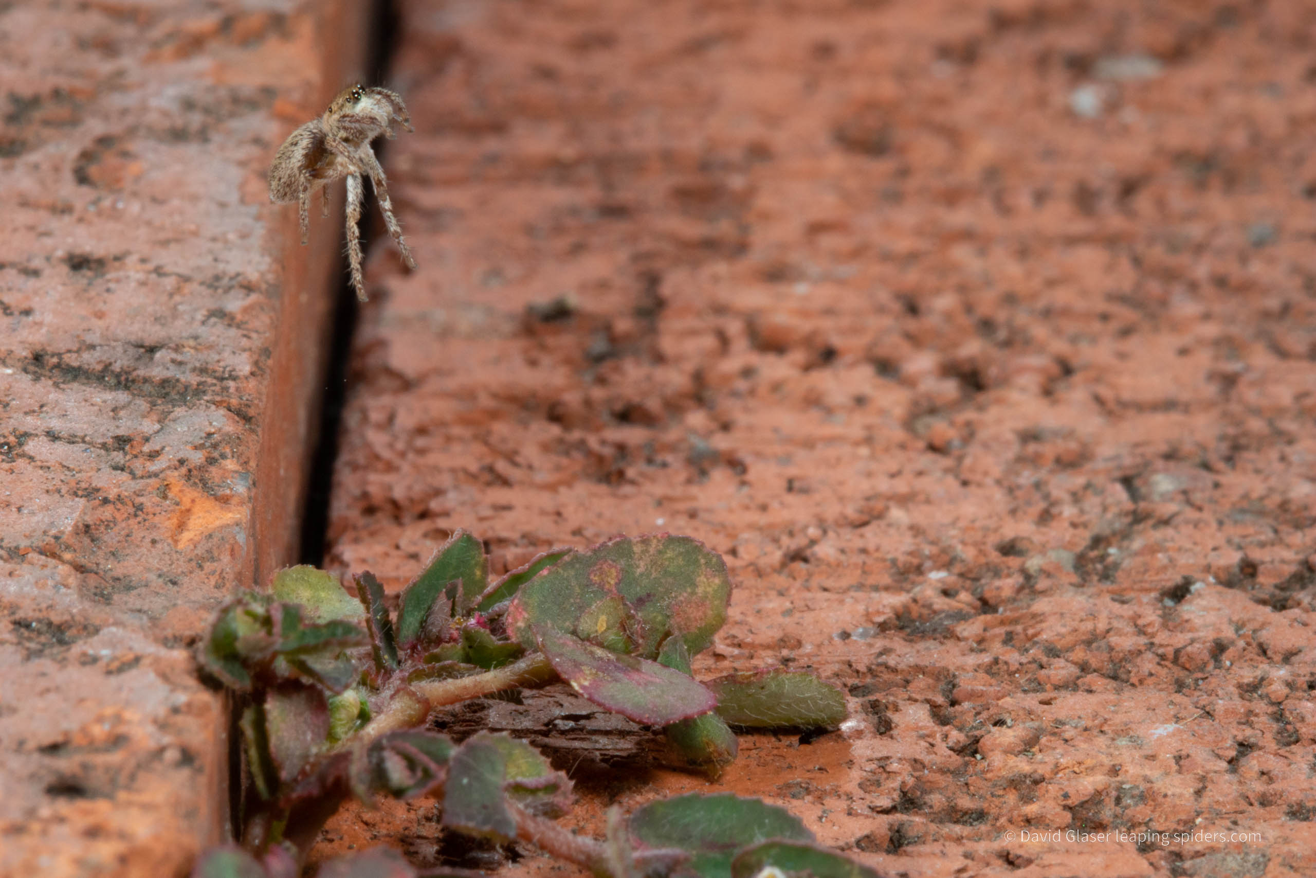 This is a photo of the Jumping spider of the genus Habronatus, jumping on bricks. This photo was taken with high-speed flash photography.