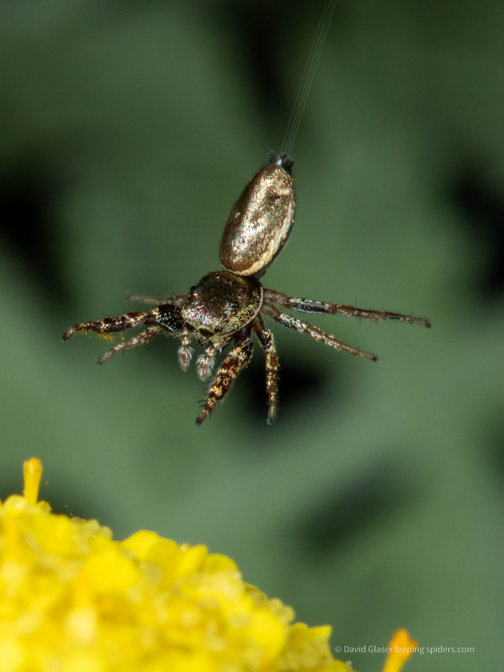 This is a photo of the Jumping spider Sassacus vitis jumping onto a flower. The four silk drag lines are visible. This photo was taken with high-speed flash photography.