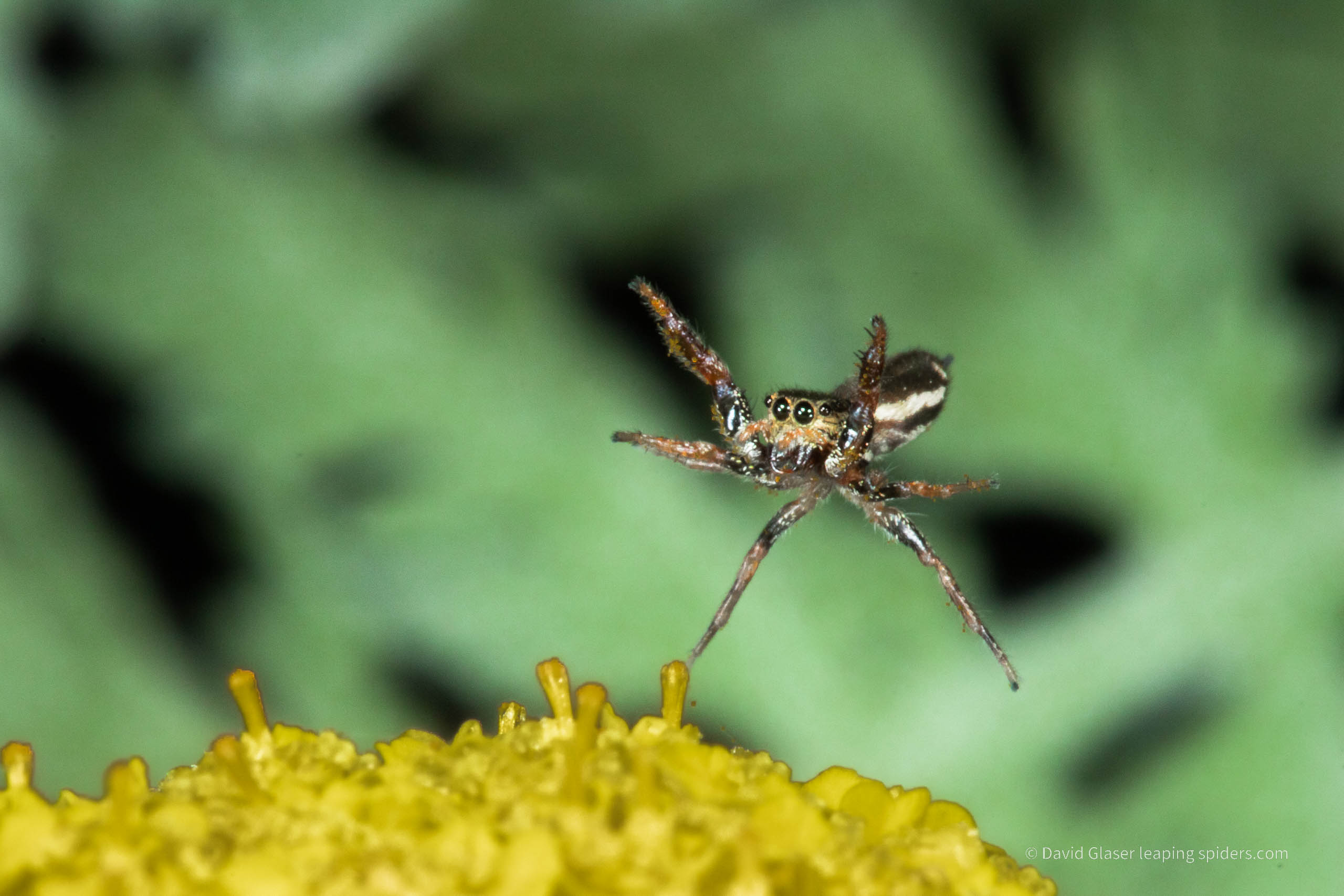 This is a photo of the Jumping spider Sassacus vitis jumping onto a flower. The four silk drag lines are visible. This photo was taken with high-speed flash photography.