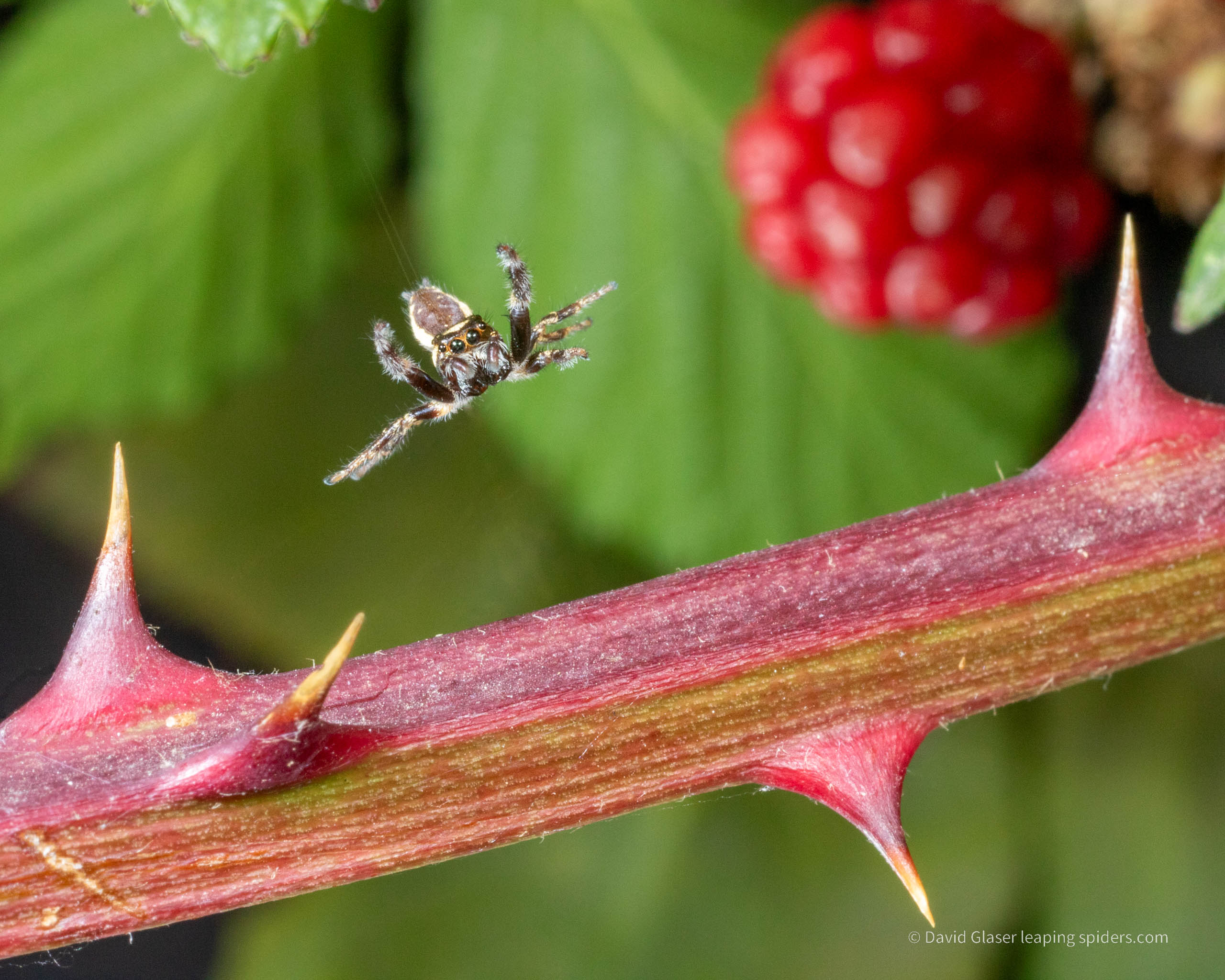 This is a photo of the Jumping spider Eris militaris, the Bronze Jumper, jumping onto a blackberry stem. This photo was taken with high-speed flash photography.