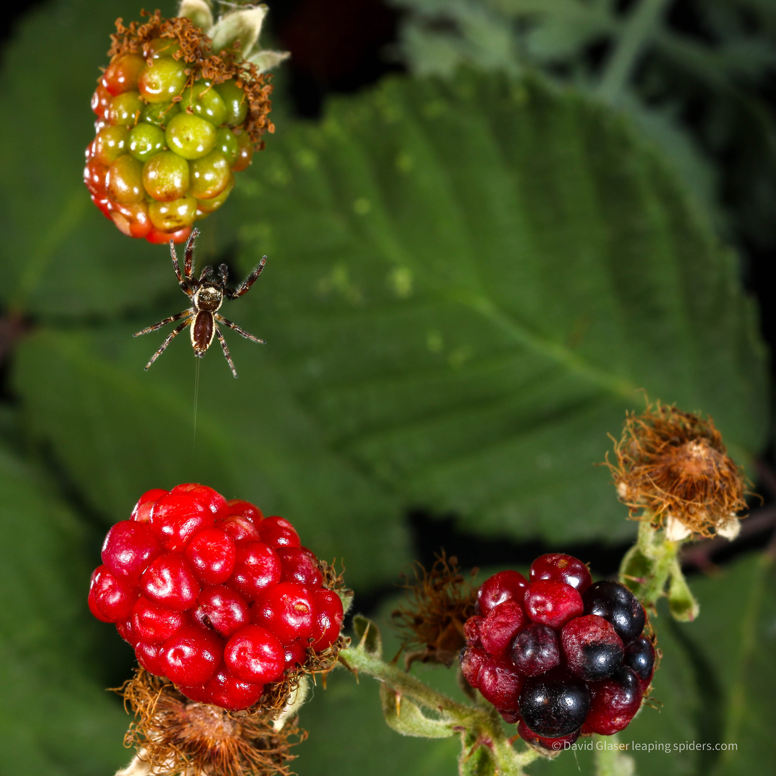 This is a photo of the Jumping spider Eris militaris, the Bronze Jumper,  jumping between two blackberries. The spider's drag line is visible behind it. This photo was taken with high-speed flash photography.