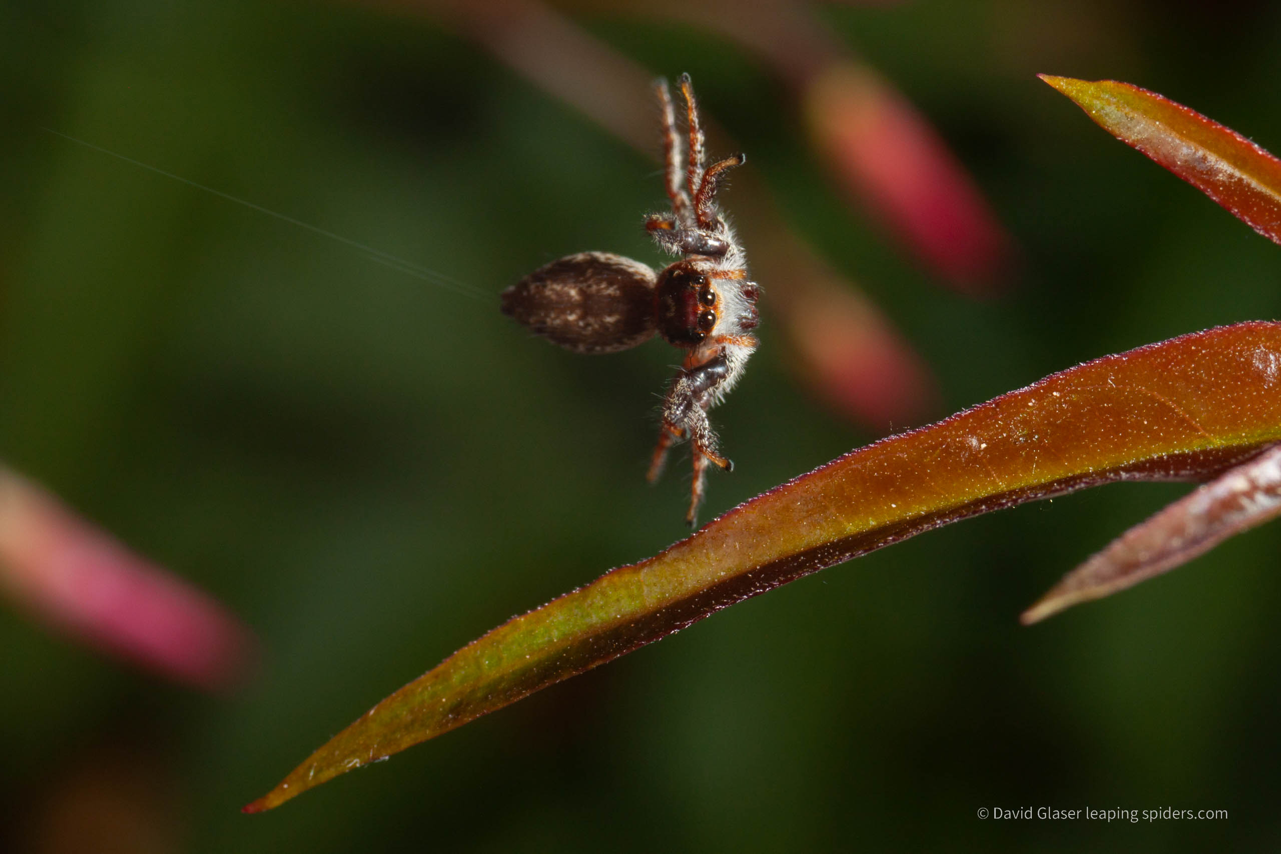 This is a photo of a Jumping spider leaping onto a Jasmine leaf. This photo was taken with high-speed flash photography.