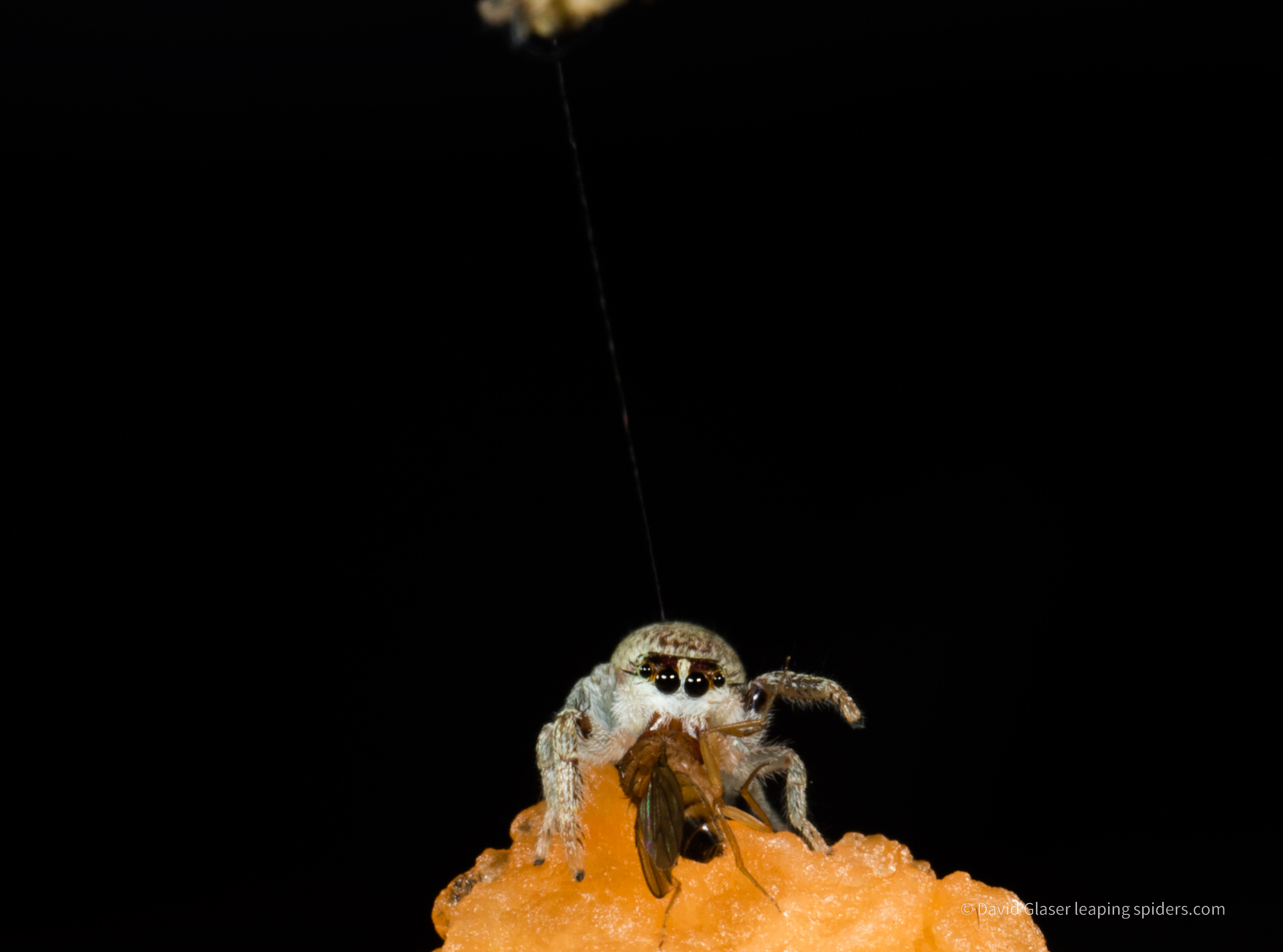 A femal Jumping Spider of the species Phanias harfordi, having just caught a fruit fly. This photo was taken with high-speed flash photography.