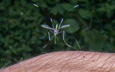 The Mosquito Project