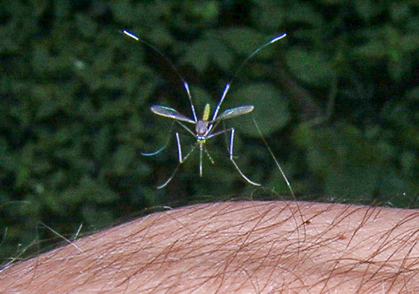 A Costarican mosquito dive bombs onto the forearm of the photographer. High-speed photo taken with a point-and-shoot digital camera.
