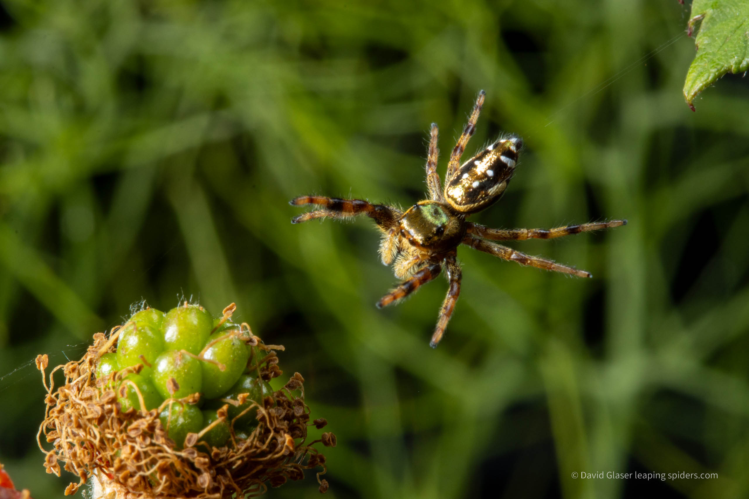 IMG_1357 This is a photo of the Jumping spider Sassacus vitis jumping onto a flower. The four silk drag lines are visible. This photo was taken with high-speed flash photography.