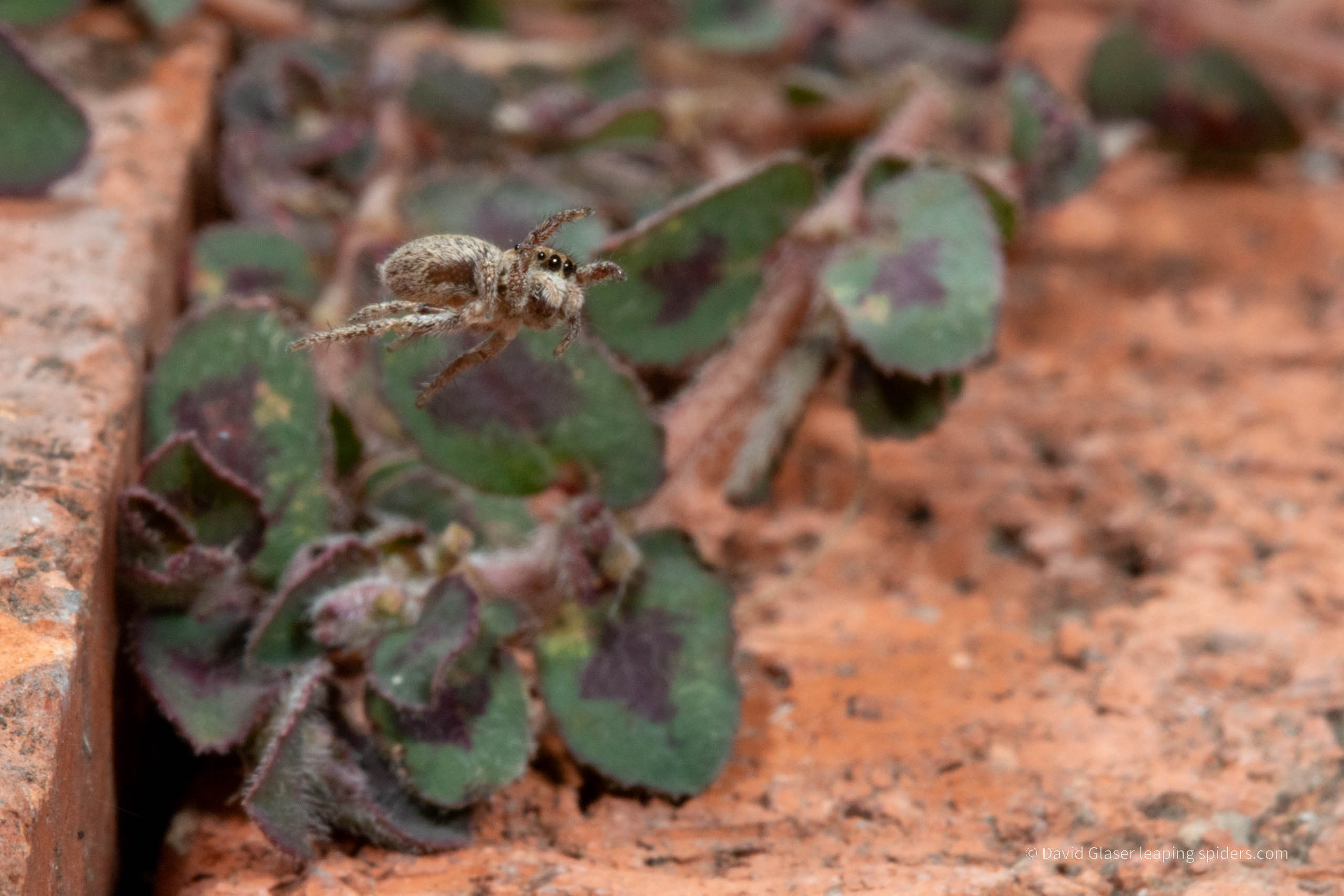 This is a photo of the Jumping spider of the genus Habronatus, jumping on bricks. This photo was taken with high-speed flash photography.