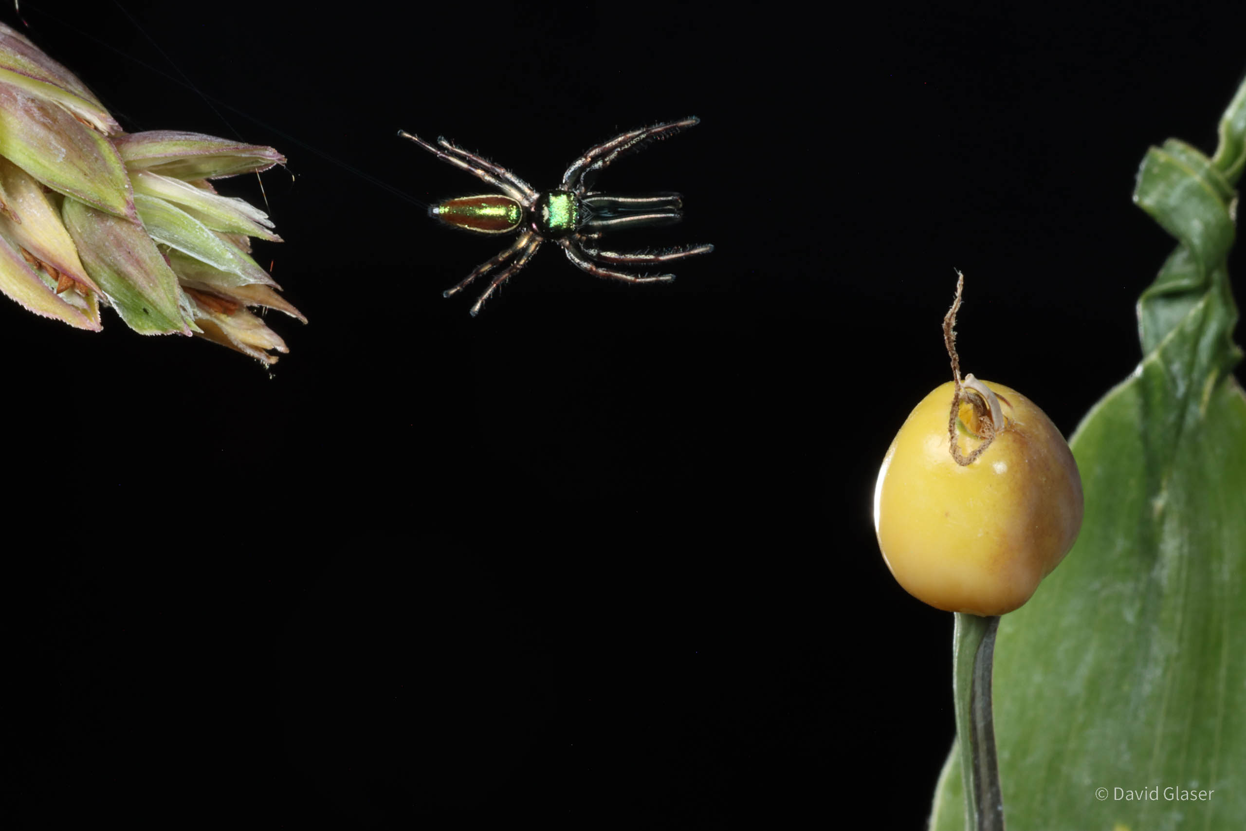 This is a photo of the Jumping spider Sassacus vitis jumping onto a flower. The four silk drag lines are visible. This photo was taken with high-speed flash photography.