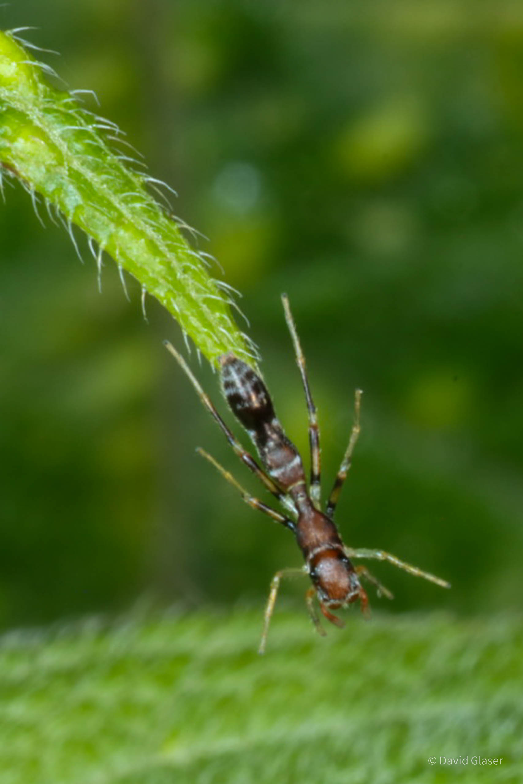 The Jumping spider Sassacus vitis jumping in front of a white rose. Image captured with high-speed photography.