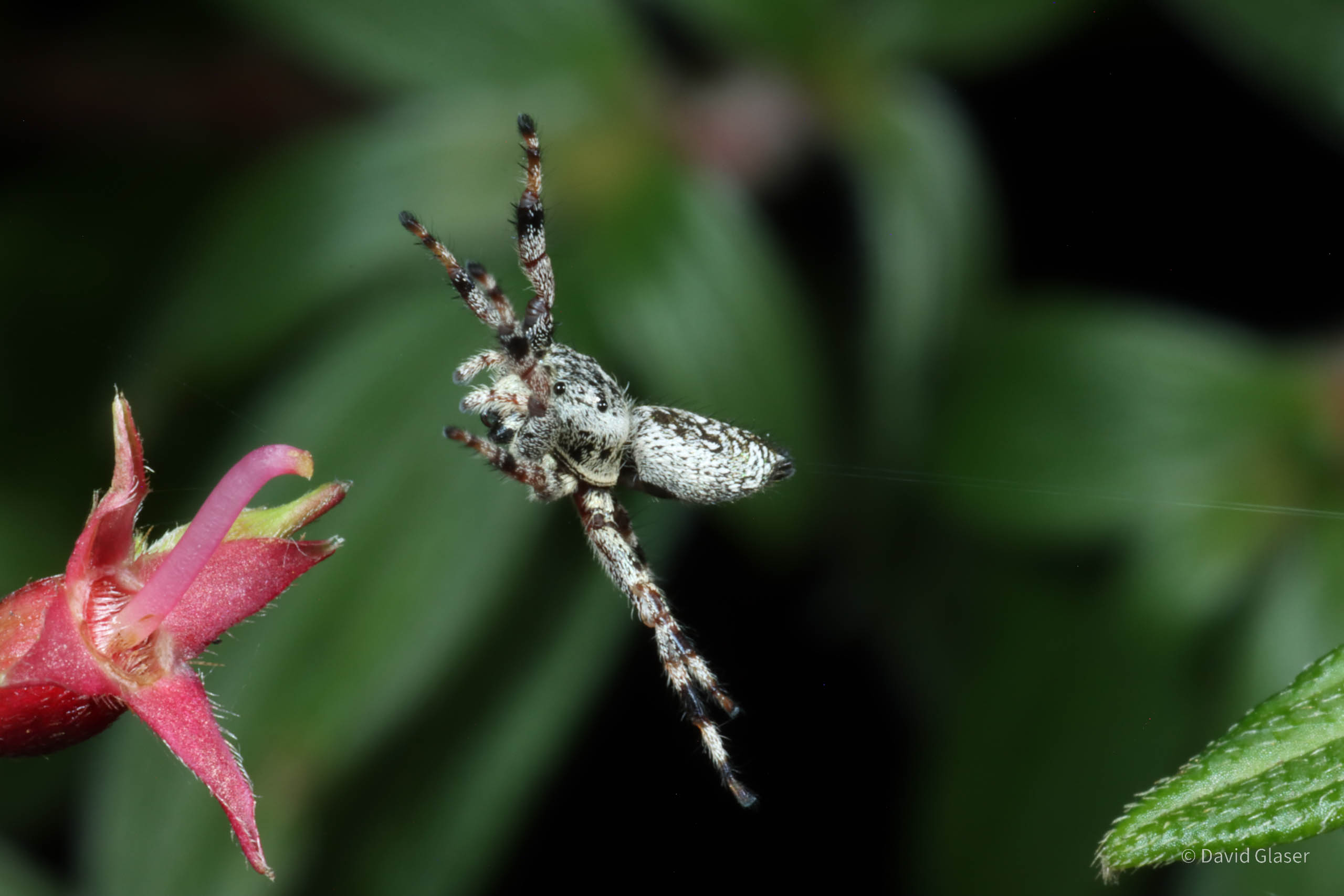This is a photo of the Jumping spider Sassacus vitis jumping onto a flower. The four silk drag lines are visible. This photo was taken with high-speed flash photography.
