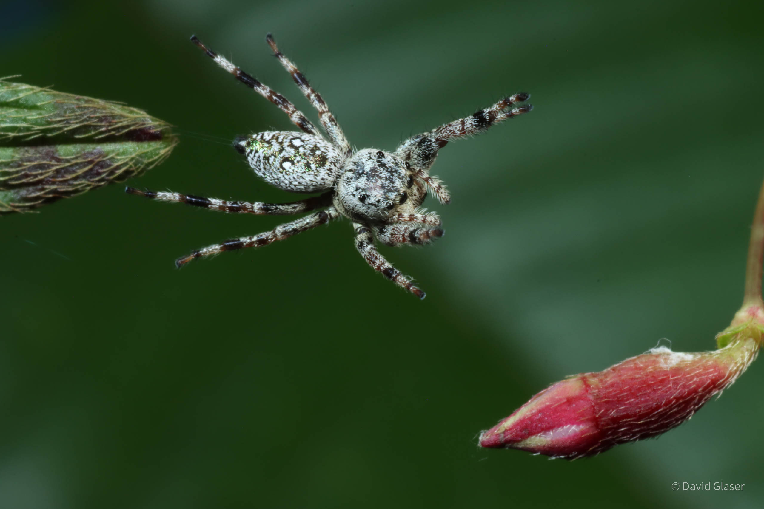 This is a photo of the Jumping spider Sassacus vitis jumping onto a flower. The four silk drag lines are visible. This photo was taken with high-speed flash photography.